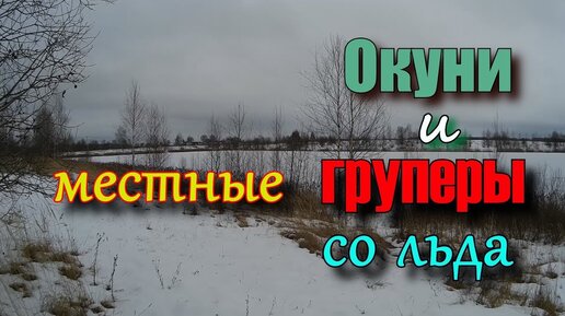 Окуни и местные груперы со льда