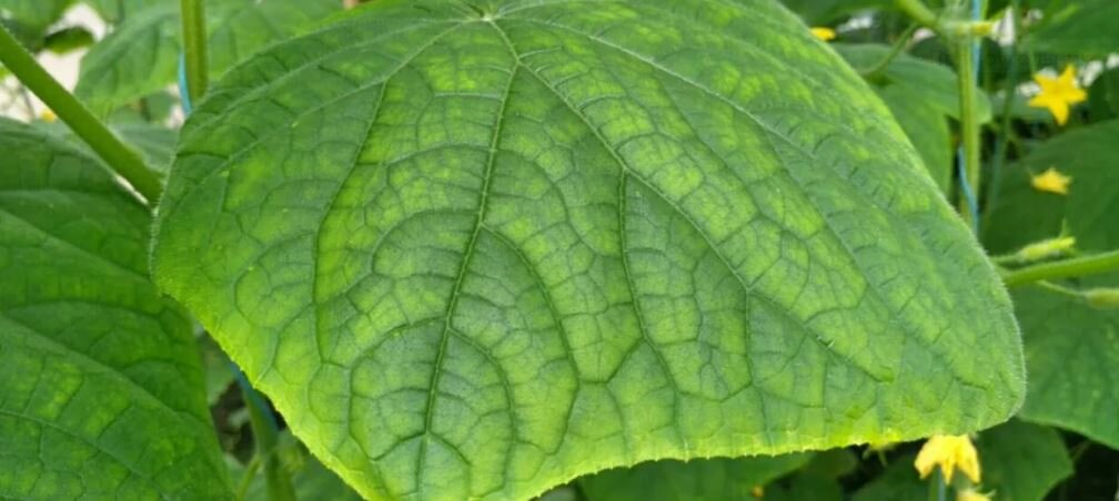 Избыток азота у огурцов фото листьев
