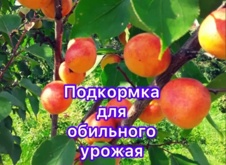 О подкормке косточковых