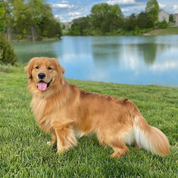 Золотистый ретривер.