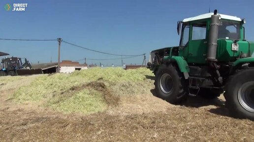 Эксперимент. Заготавливаем отходы производства сахарной кукурузы 