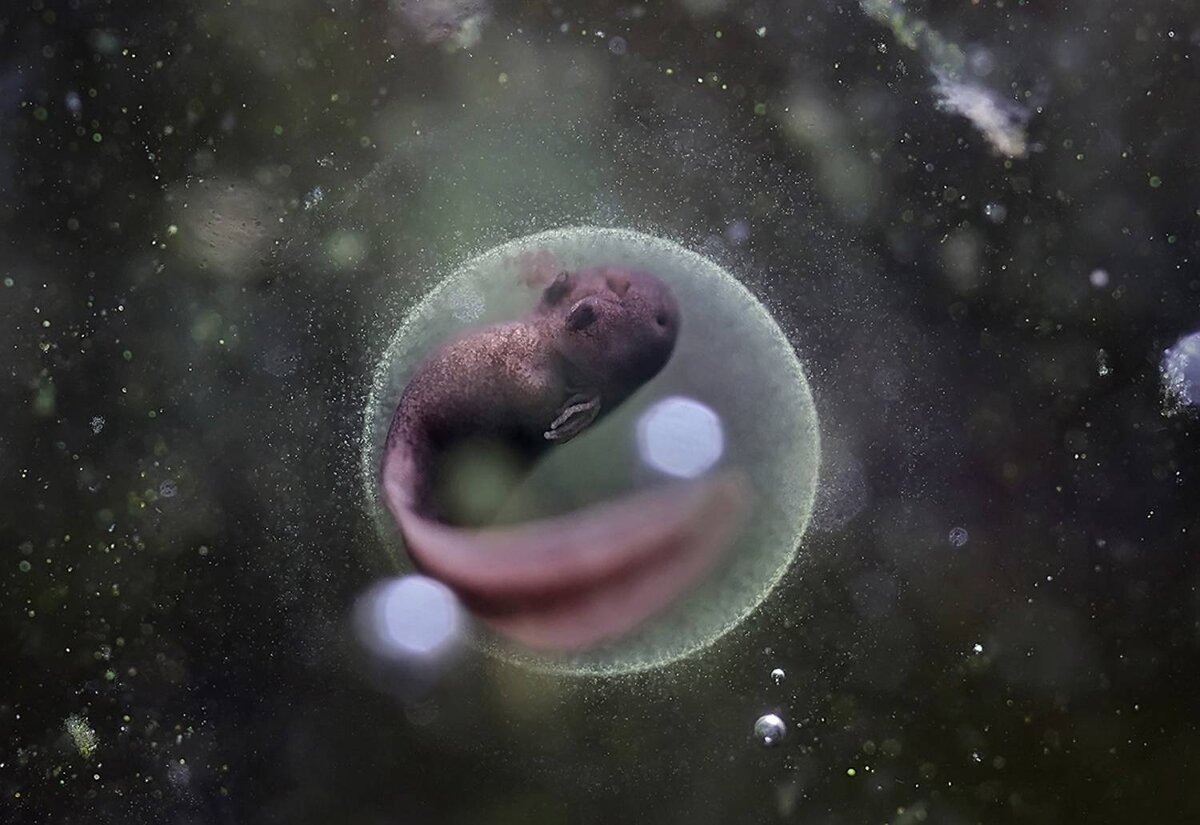 Валерия Зверева, Макро