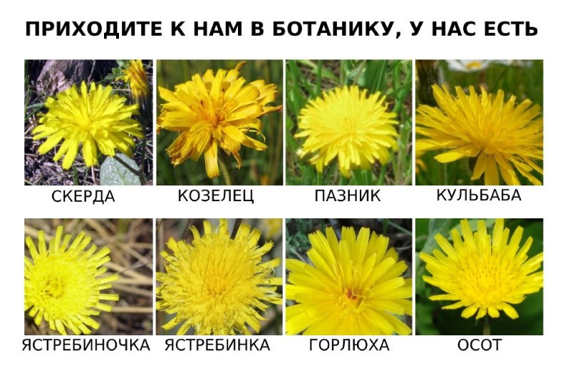 Сорняки кубани фото и названия