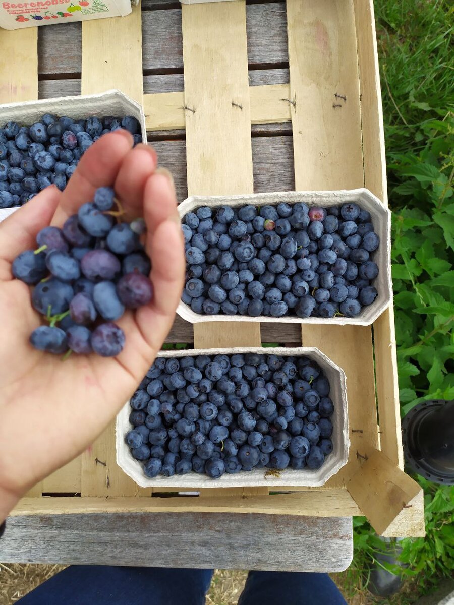 Немного мелкой голубики всё-таки насобирали