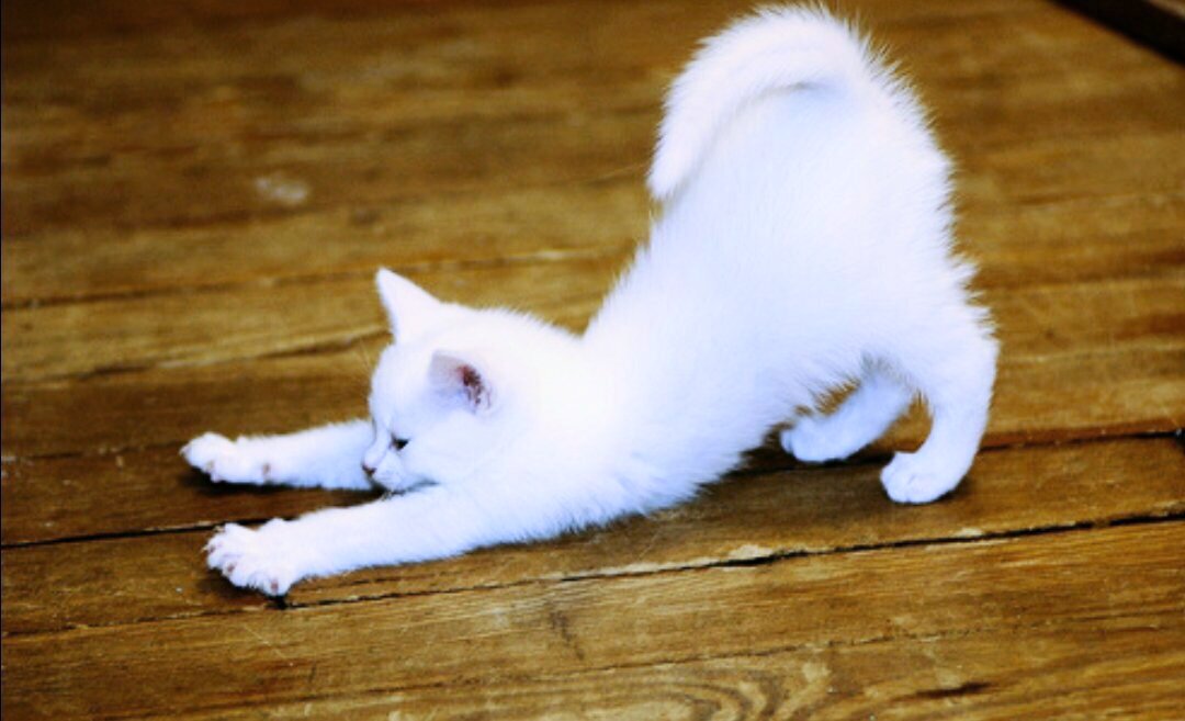 Фото из свободных источников Яндекс