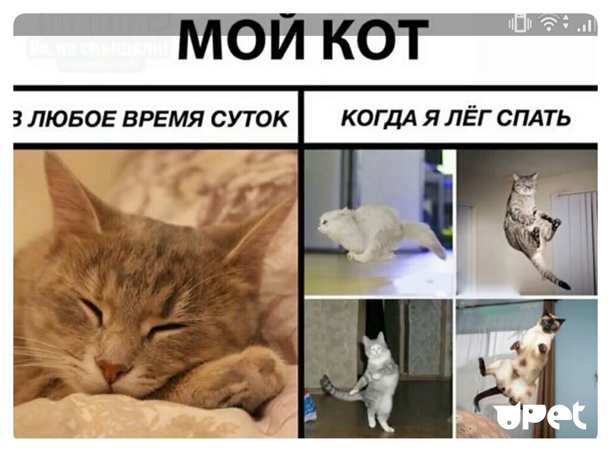 Картинки с котиками мемы