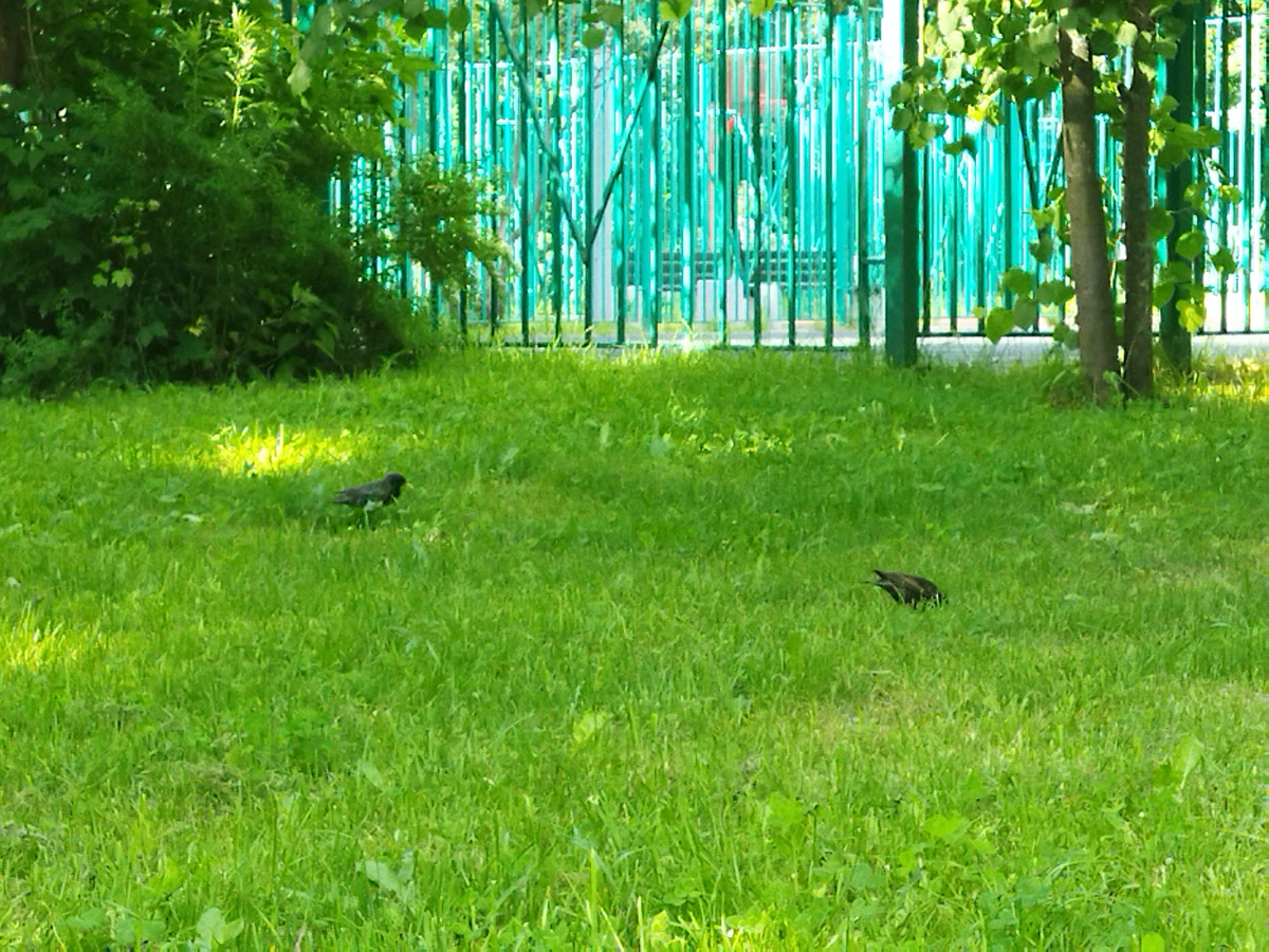 Когда людей мало парк наполнен спокойствием и птичками. 