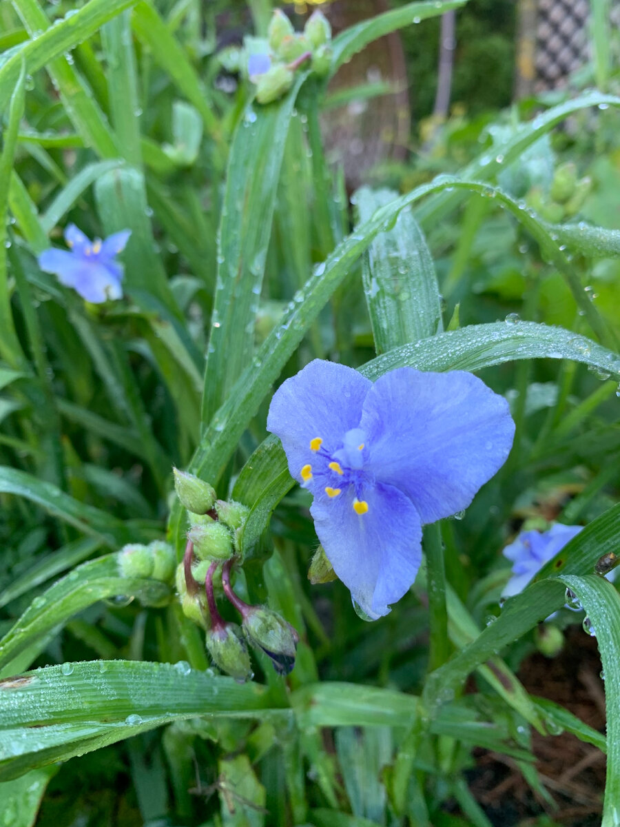 Традесканция Оушн Блю
Tradescantia Ocean Blue