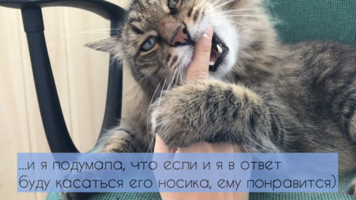 Игры, о которых не знает никто, кроме меня и кота