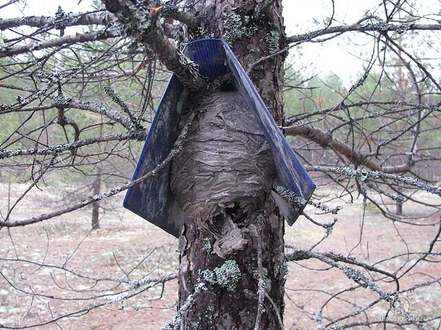 Не знаю, какую картинку подобрать к этому сюжету.. Вот. Осиное гнездо . Фото автора.