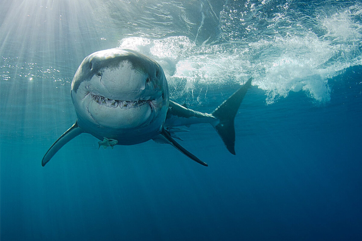 Про акулу. Большая белая акула (great White Shark). Кархародон.