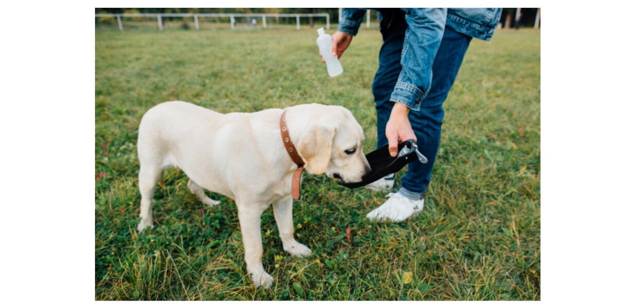 Из обычной бутылки собаке пить очень неудобно, лучше предложите плоскую миску или поилку