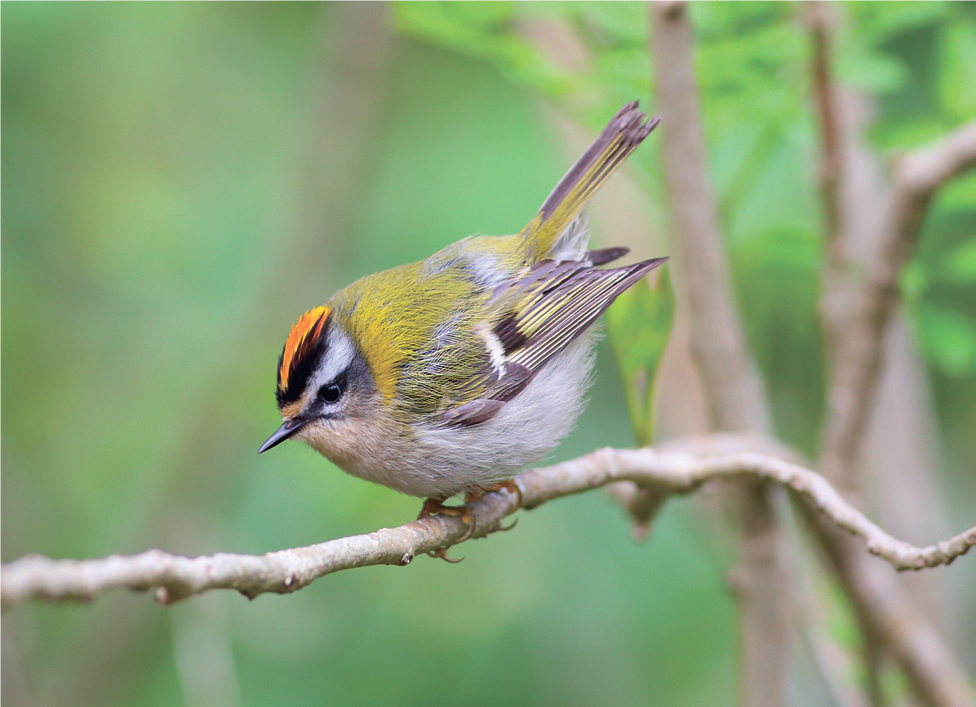 Красноголовый королек. Красноголовый королек. Птичка красноголовый королёк. Красноголовый королек птица. Птичка красноголовый королёк.