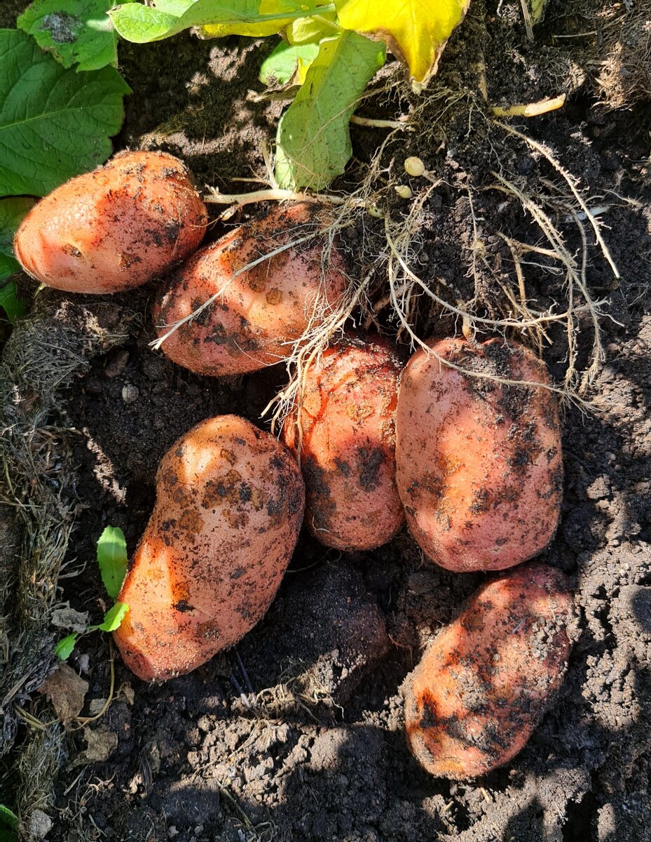 посев картошки. посадка картофеля. посадка картофеля в апреле 2024. что садить в апреле на рассаду. 1 куст выкопанной картошки.