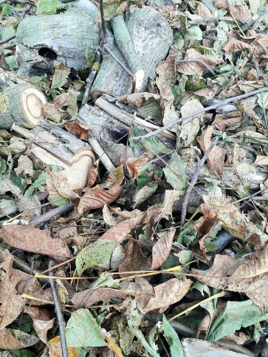 Положите на дно траншеи ветки и другую органику, они помогут сделать почву живой...