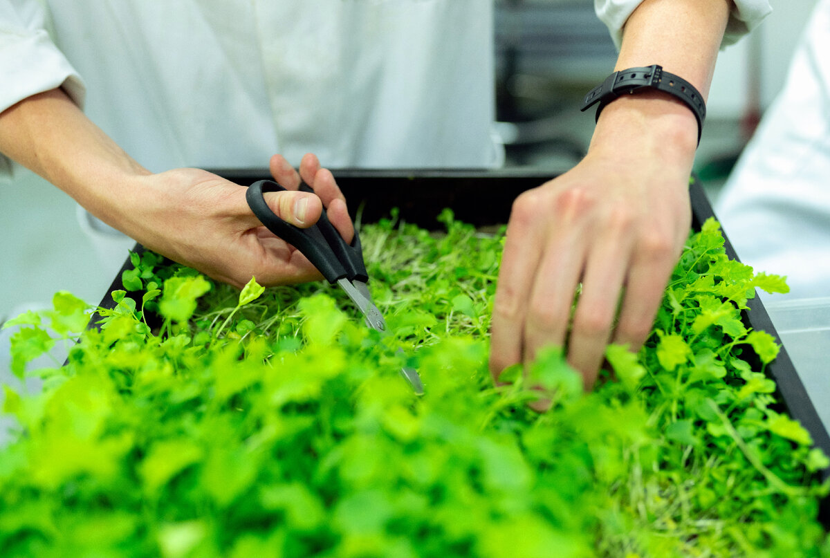 Фото, которые она мне прислала, я вставлять здесь не буду, поэтому будут кадры с обычной зеленью из стока https://www.pexels.com/ru-ru/