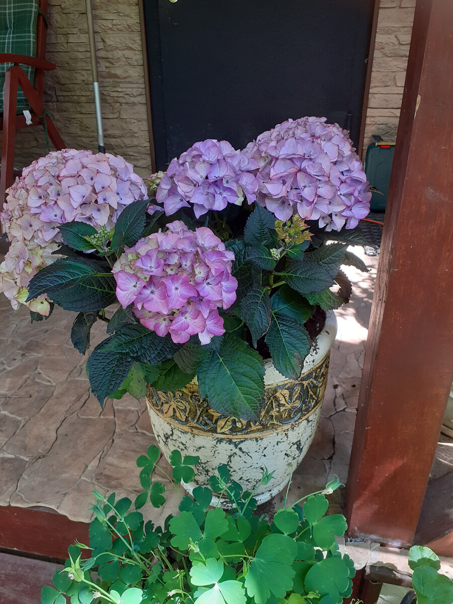 Гортензия крупнолистная 