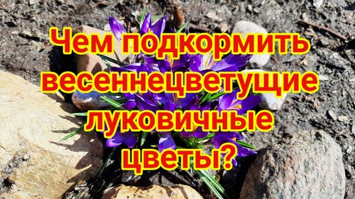 Чем подкормить весеннецветущие луковичные цветы. Четыре шага к роскошному цветению.