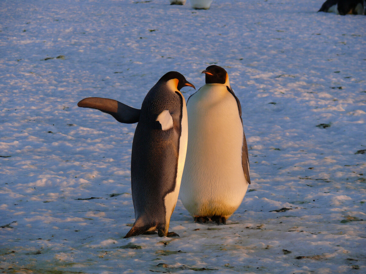 Императорские пингвины