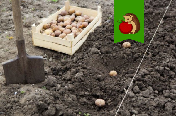 В какие майские праздники лучше приступить к посадке картофеля и почему?0