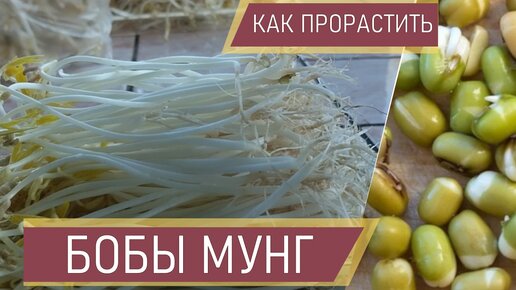 Как прорастить маш. Как прорастить мунг