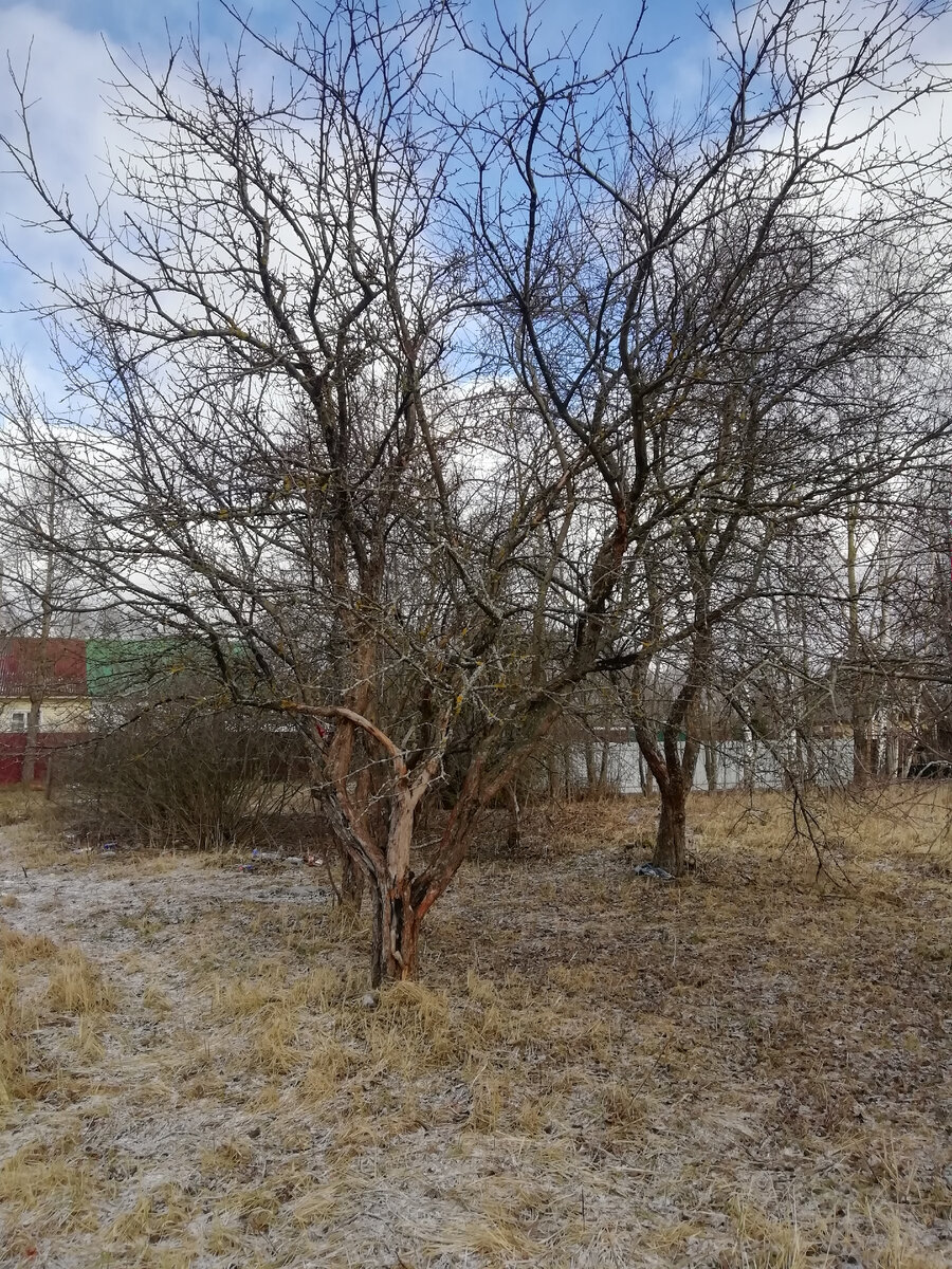 Осень, время обрезки деревьев и кустарников. 