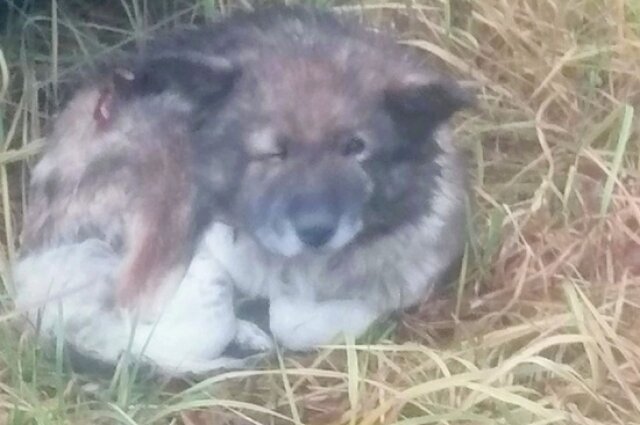    Фото: Из архива/ Инициативная группа по защите животных г. Тверь