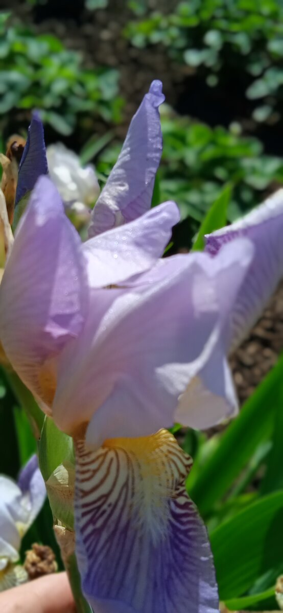 Ирис, сорт какой то, сиреневый с голубым