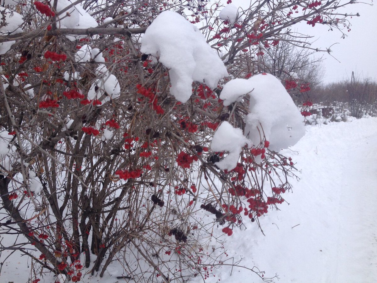 Зимушка-зима, у нас был морозный период