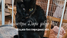 Приют дари добро нск