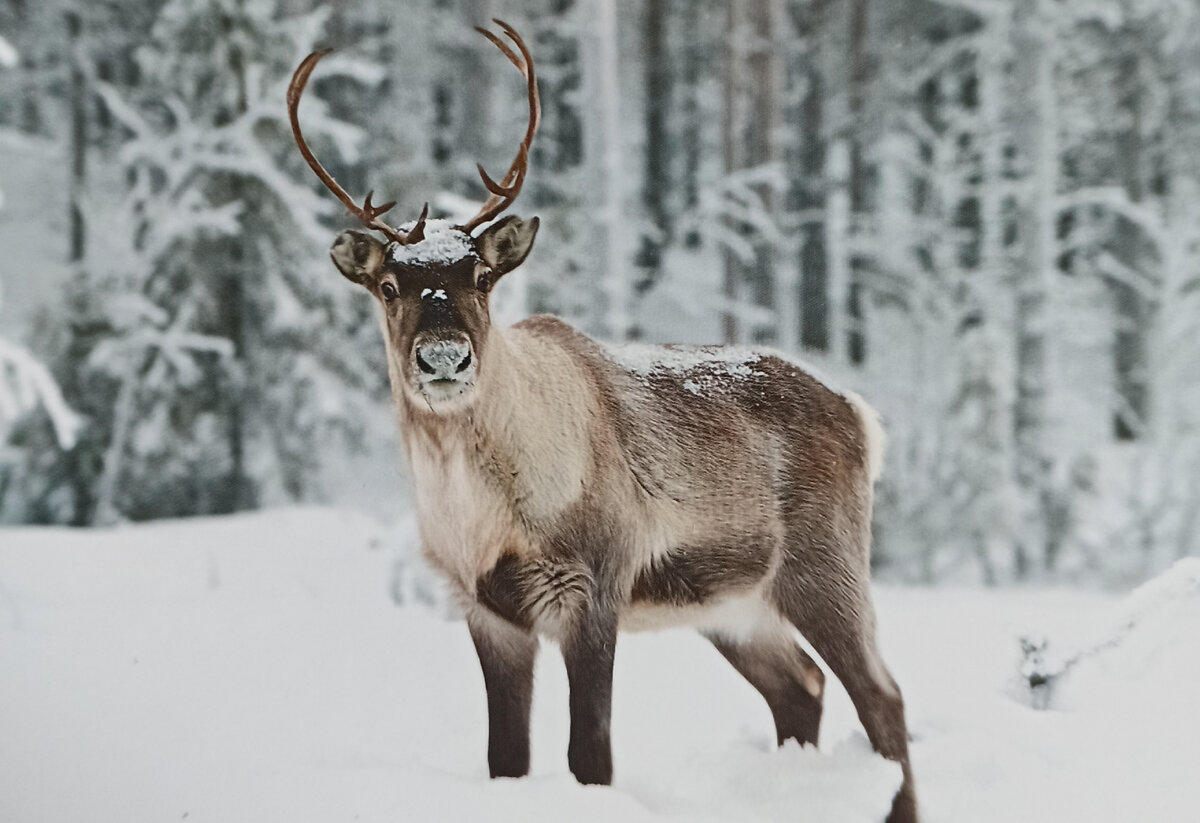 (фото из интернета)