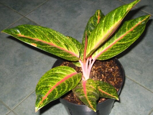 Aglaonema Roro Mendut