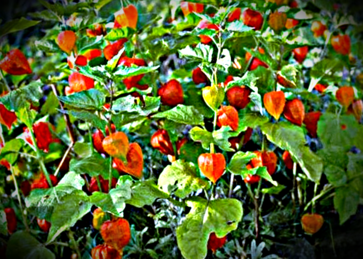 Из открытых источников: https://dzen.ru/a/Y6qa6xrSXAZcnds1