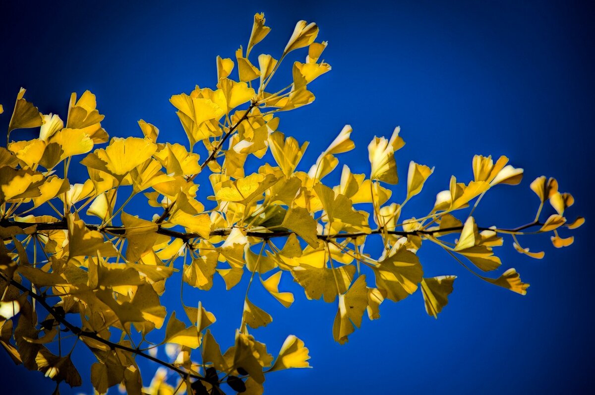 20 удивительных фактов о дереве Гинкго, которые поpaжaют | Семена  декоративных растений для сада и дома | Дзен
