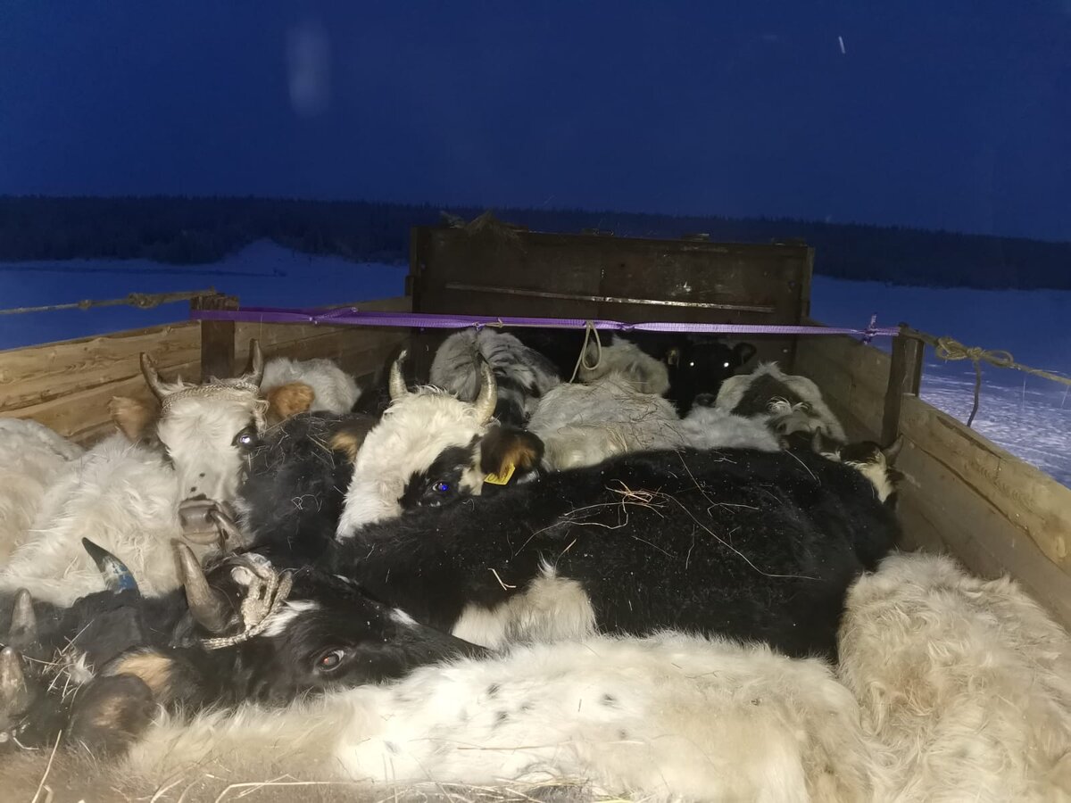 И лохматые и чёрно-белые, и с "очками" и на просторах Якутии. Все сходится...