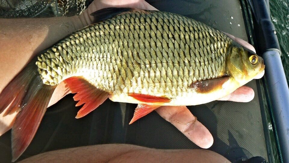 Красотка красноперка