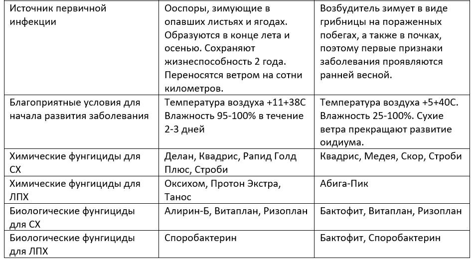    Чем отличается мучнистая роса от ложной на винограде