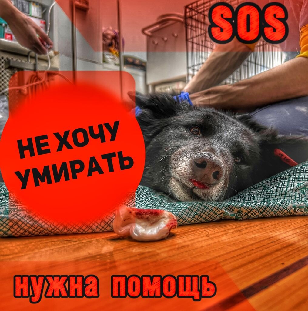 Собачке необходима срочная помощь