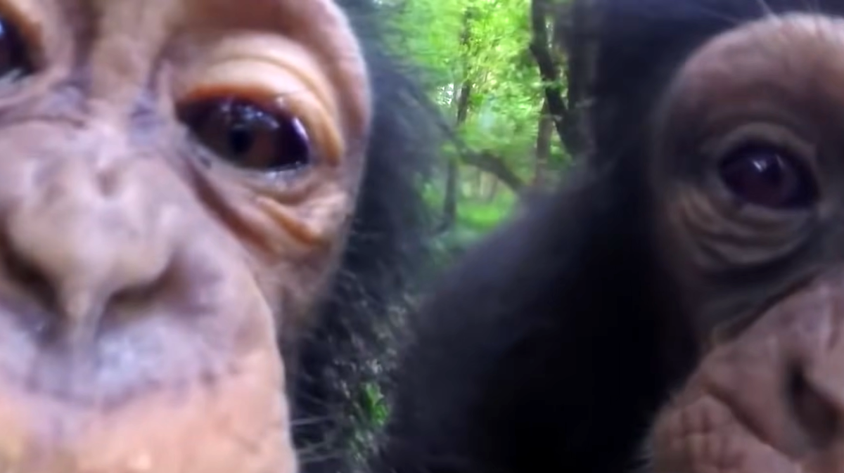 Вот такие фотки сделали шимпанзе. Листай дальше ------->