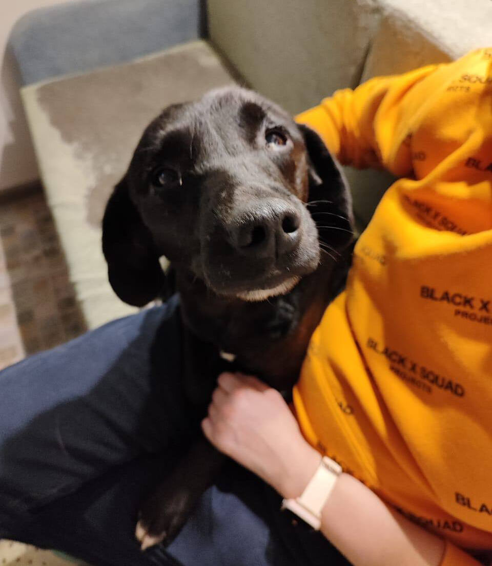 Чипс на передержке