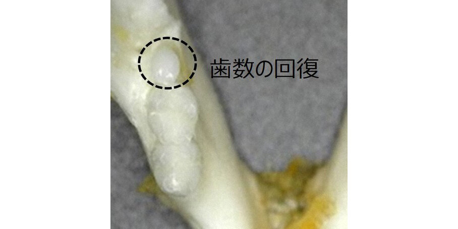 Новый зуб у мыши, получившей лекарство. Фото: Katsu Takahashi, Medical Research Institute Kitano Hospital