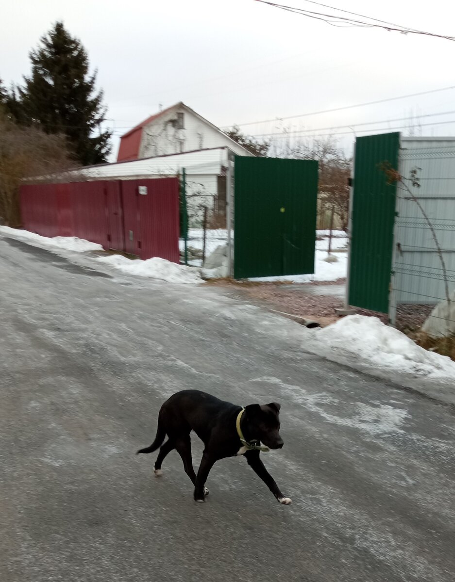 Увидела нас и бежит...  Фото автора