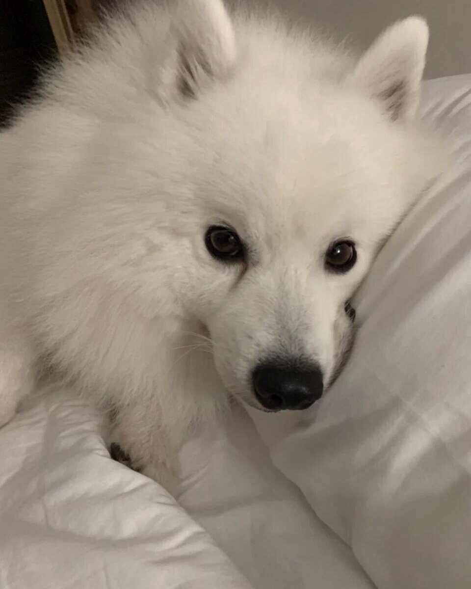 Белая собака на белой постели😋 И не завидуйте🤣