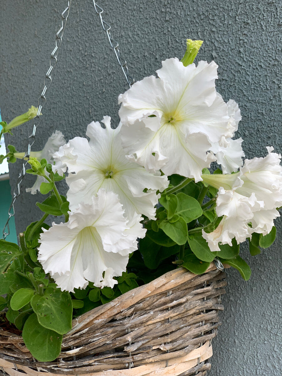 Моя петуния (Афродита) прошлым летом. 