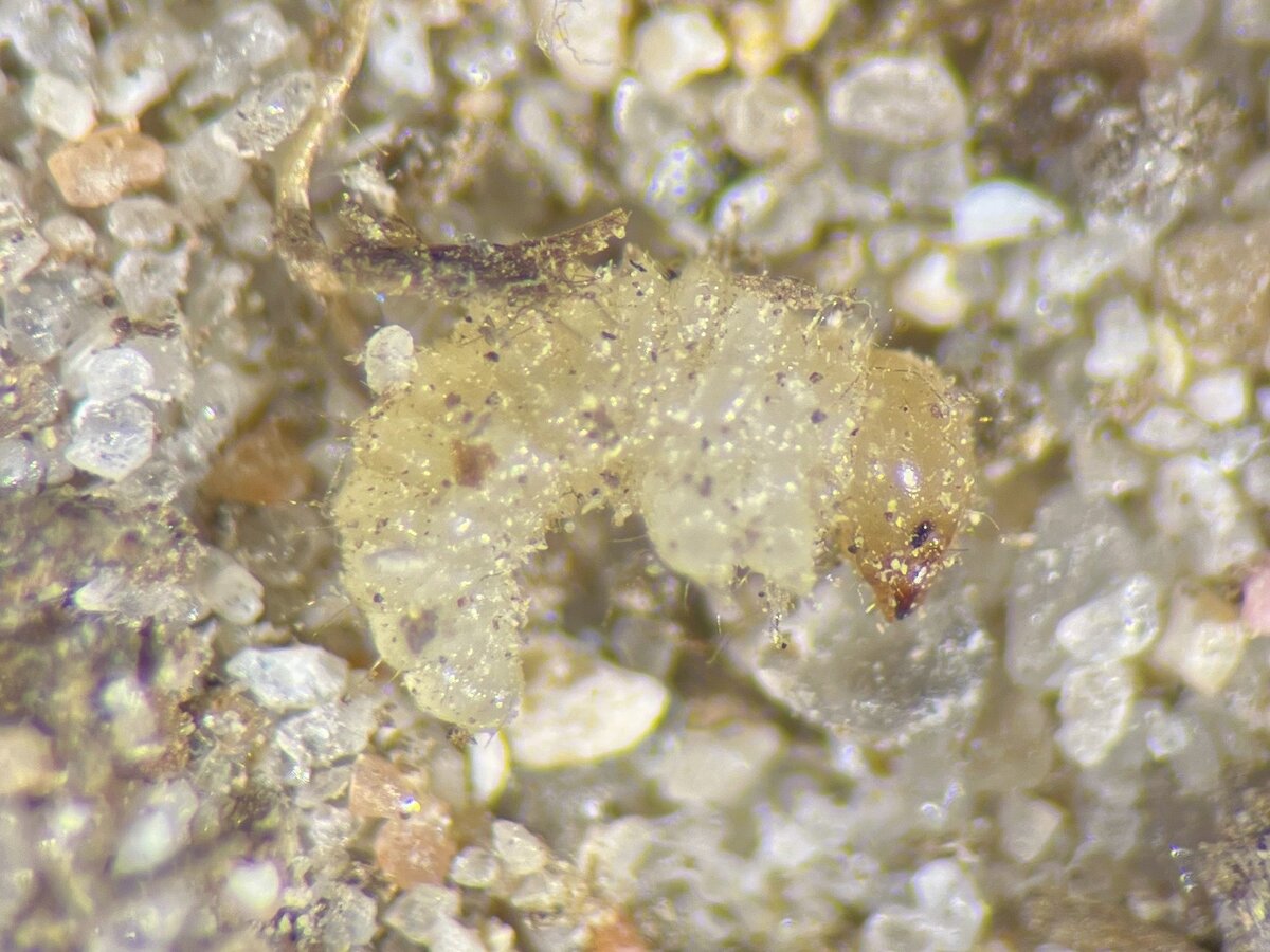 Да, это не грязевой комок из песка, это крохотная личинка жука.