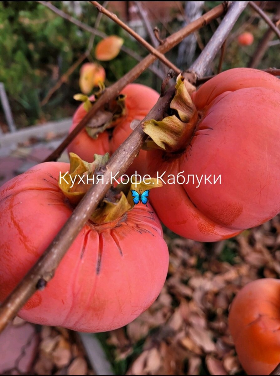 Вот такая хурма растёт в моём саду!