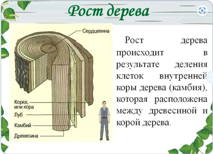 Рост корня в длину происходит благодаря ткани. Рост корня в длину происходит благодаря ткани