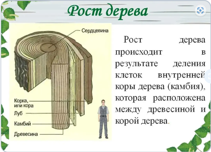 Какие функции в стебле выполняет древесина