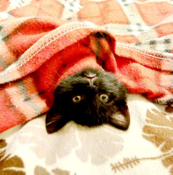 Ещё котёнок