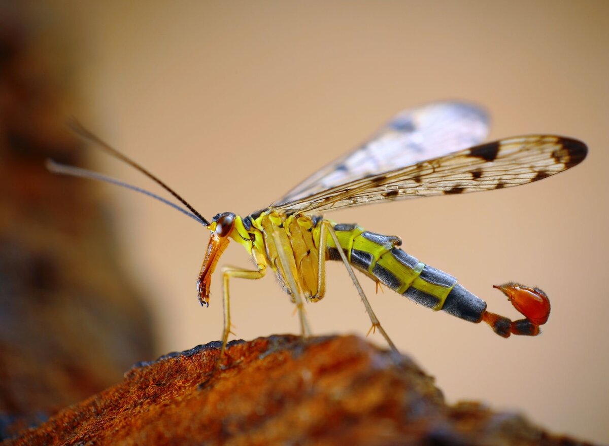 Настоящие скорпионницы или скорпионовые мухи (Panorpidae) – не так страшен  чёрт, как его малюют. | Paleo-end-arthropods (Доисторическая фауна и  членистоногие) | Дзен